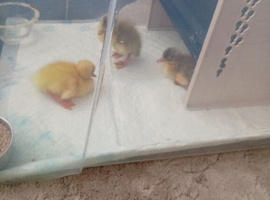 Indian Runner Ducks & Fertile Hatching Eggs