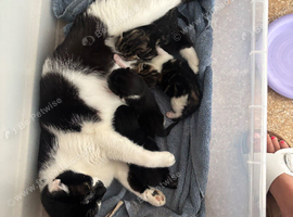 Kittens for sale