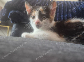 Kittens for sale