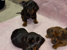 STUNNING MINIATURE DACHSHUND PUPPIES FOR SALE