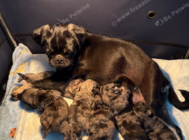 Bueatiful Merle pug babies
