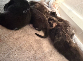 5 kittens ready in 7 weeks time, will update photos as the days/weeks go on.