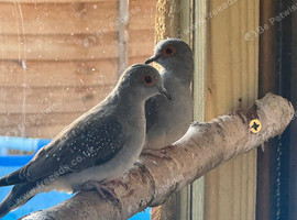 Diamond doves