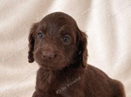 Cockapoo Puppies