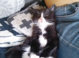 Gorgous main coon / ragdoll lady of the litter