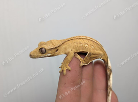 Baby crested geckos