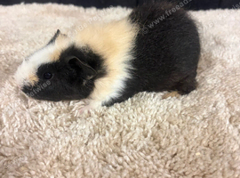 Baby piggies ready now