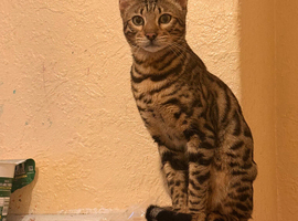 Male Bengal Kitten