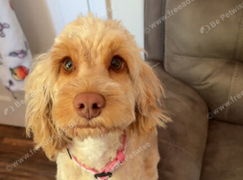 Female cockapoo