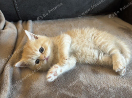 4 Kittens for sale