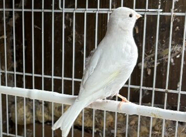 Canary