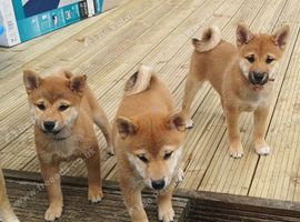3 KC Shiba Girls looking for homes.