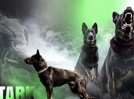 BEST WORKING LINE GERMAN SHEPHERD IN UK