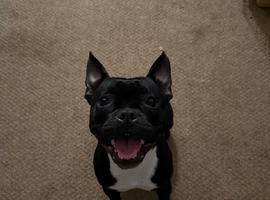 14 month old frenchie x staffie