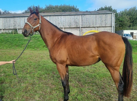Beautiful project filly