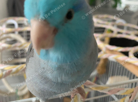 Hand reared talking parrolet silly tame