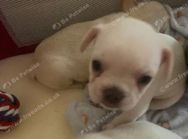 8 week old
