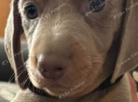 Beautiful dachshunds for sale