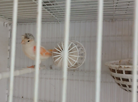 Dimorphic canaries for sale