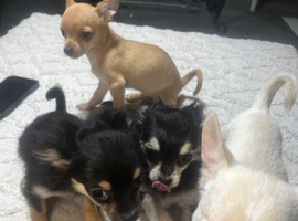 4 teacup chihuahua puppies