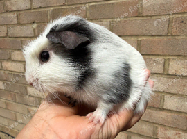 Baby boy Guinea pigs