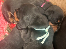Two Black and Tan girls available Miniature dachshund