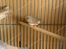 Male and female zebra finch