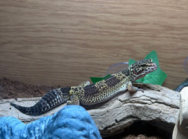 Black Night Cross Leopard Gecko Female With 4x2x2 Set Up