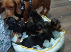 Miniature dachshund puppies