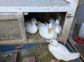 6 white call ducks