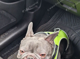 Stitch - male French bulldog