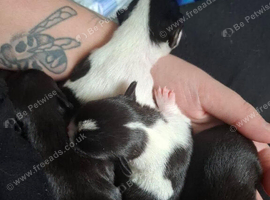 Female and male puppys
