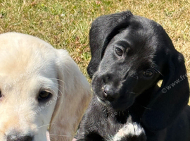 Cockerdor Puppies Cocker Spaniel X Labrador.