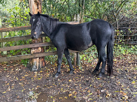 4 year old new forest mare