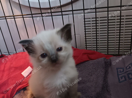 Ragdoll kittens