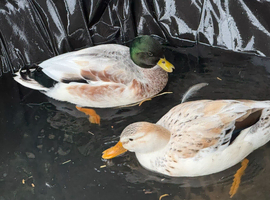 Beautiful Hand-Raised Call Duck &times; Snowy Mallard Ducklings