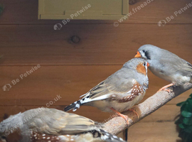 Zebra Finches