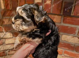 Yorkshire terrier puppies