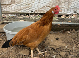 Three marsh daisy hens