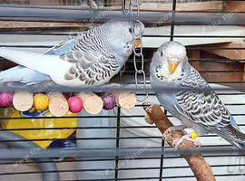 Lovely baby budgies