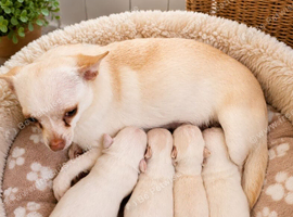 Adorable chihuahua puppies ready for there forever home