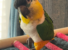 Black headed Caique Hand tame male parrot cute pet bird