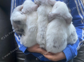 Mini lop litter. Ready now