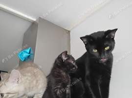 Female kitten (black one)