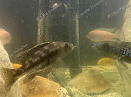 For sale female  Nimbochromis fuscotaeniatus