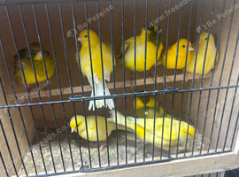 7 Canary for sale