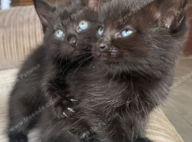 For Rehoming