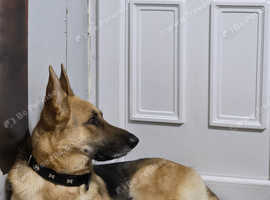 German Shepherd For Stud