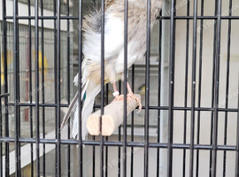 Female Yorkshire