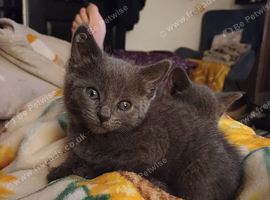 3/4 russian blue